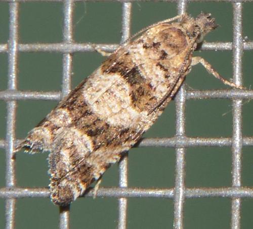 Rhopobota stagnana